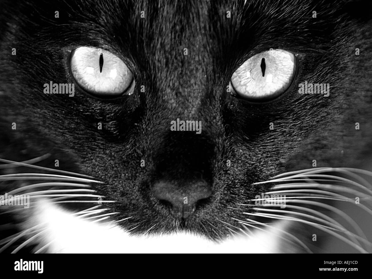 A beautiful black and white cat posing for a portrait Stock Photo - Alamy