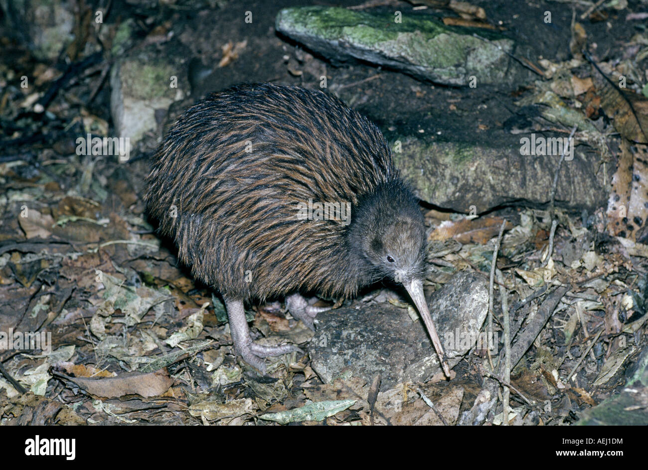A kiwi is any of the species of small flightless birds endemic to New Zealand of the genus Apteryx Stock Photo