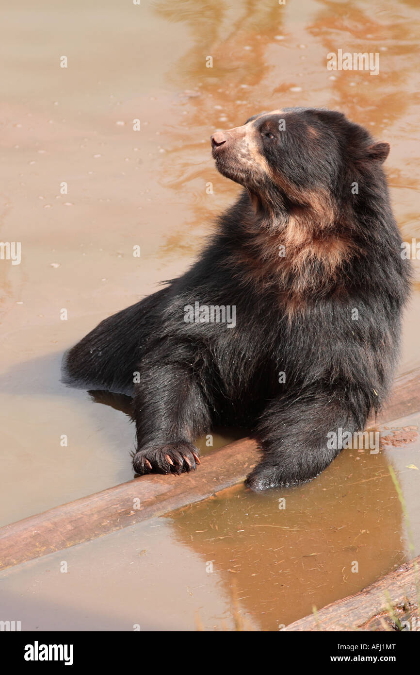 A Spectacled Bear relaxing at South Lakes Animal Park Stock Photo - Alamy