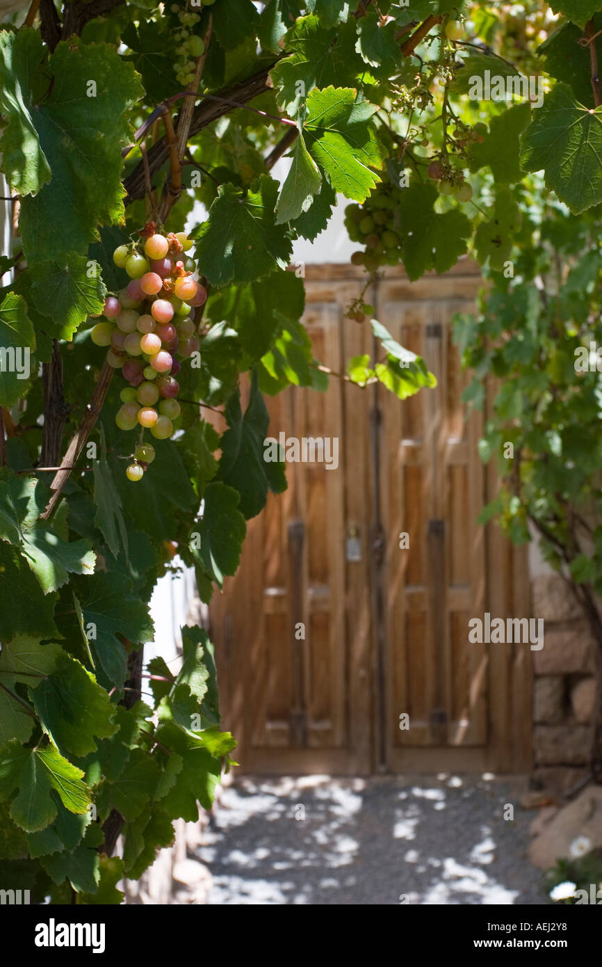A grapefruit plant framing a wooden door Picture taken in Cafayate Provincia de Salta Argentina Stock Photo