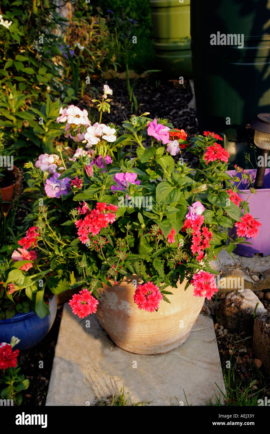 SUMMER CONTAINER WITH SCARLET TRAILING VERBENA. GLANDULARIA. Stock Photo