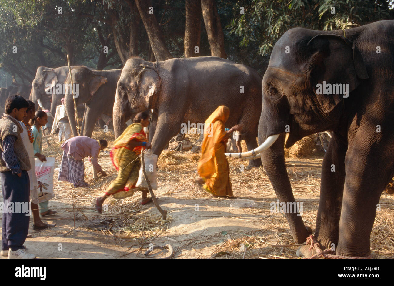 Elephants for sale in the Haathi Bazaar, Sonepur Mela, Sonepur Stock
