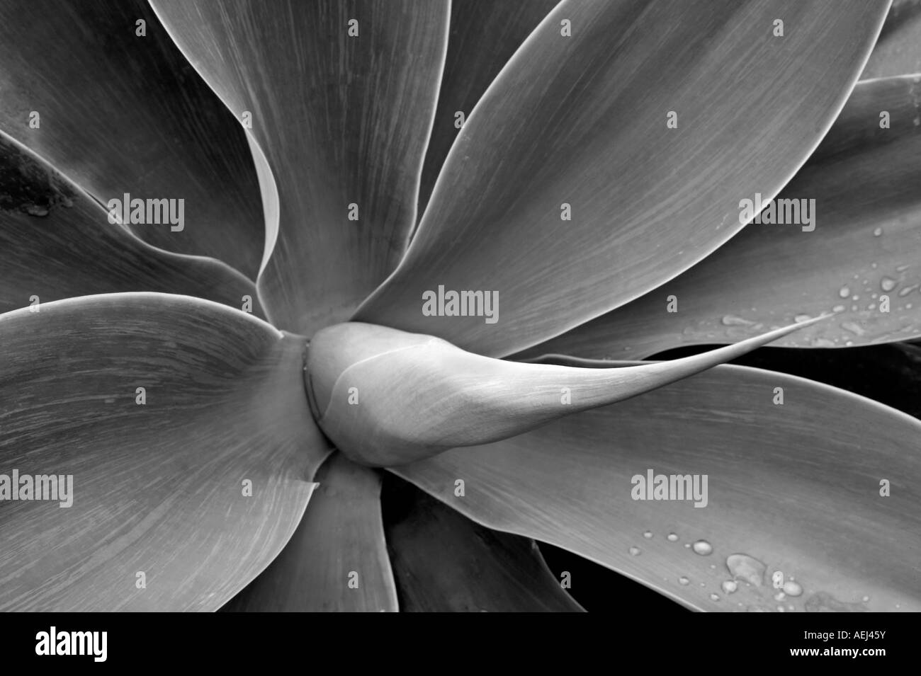 Close up of Agave plant Park in Santa monica California Stock Photo