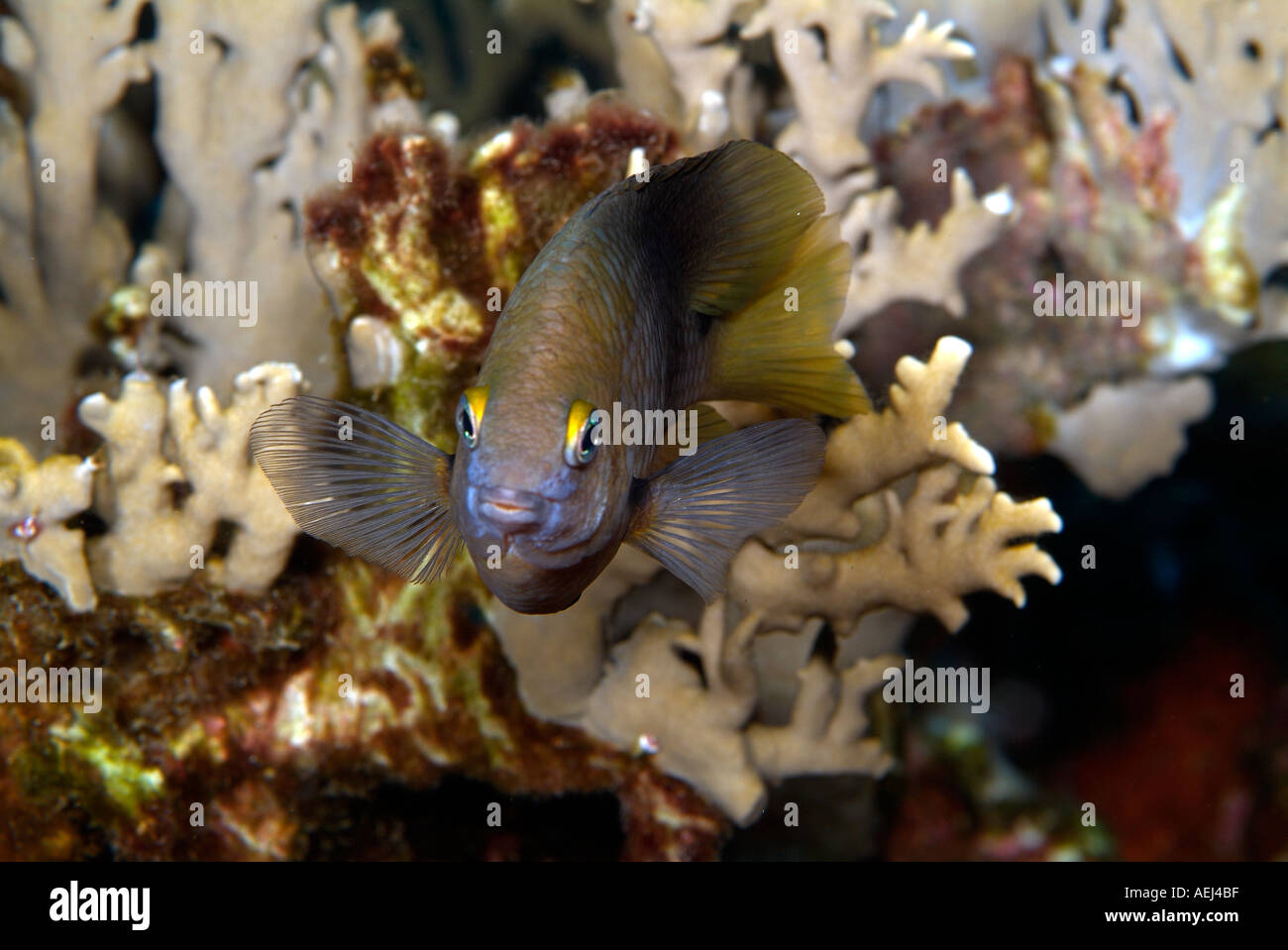 Cocoa damselfish in the Gulf of Mexico, off Texas Stock Photo