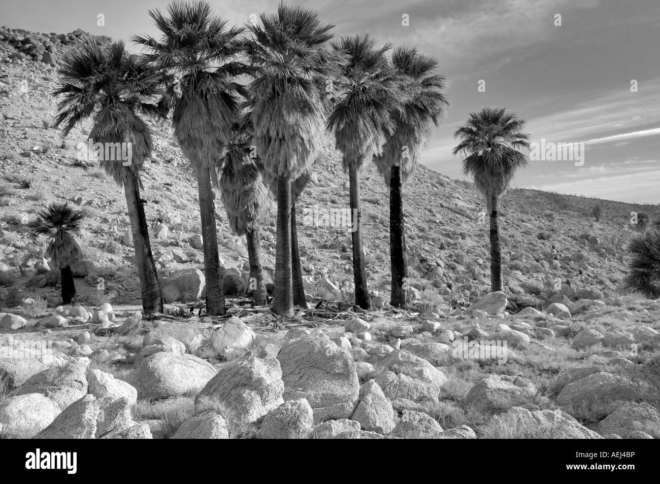 Palm trees at Mountain Palm Springs Anza Borrego Desert State Park California Stock Photo