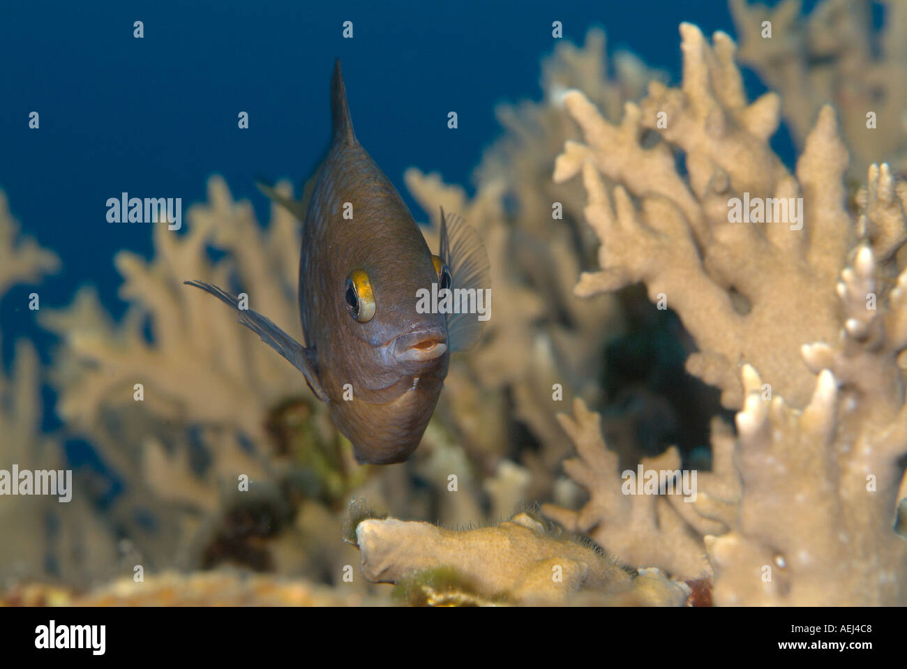 Cocoa damselfish in the Gulf of Mexico, off Texas Stock Photo