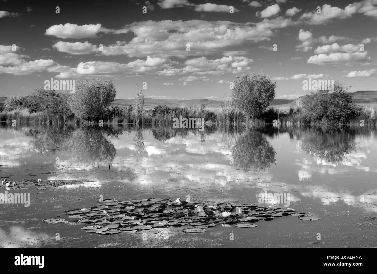 Summer ponds Black and White Stock Photos & Images - Alamy