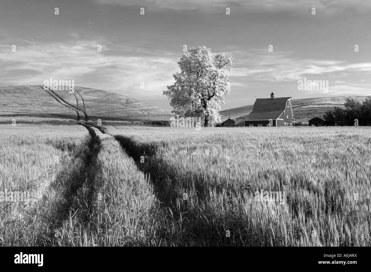 Red barn and blooming tree with rolling hills of wheat and tractor tracks The Palouse near Colfax Washington Stock Photo
