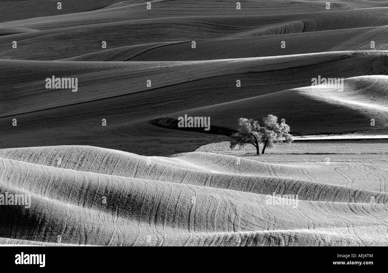 Farmland in spring with lone tree The Palouse Washington Stock Photo