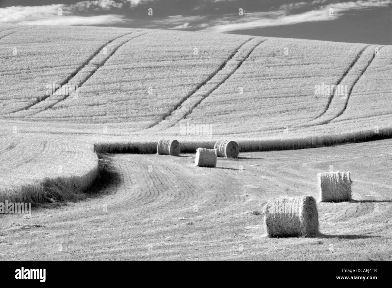 Bales of wheat straw The Palouse Washington Stock Photo