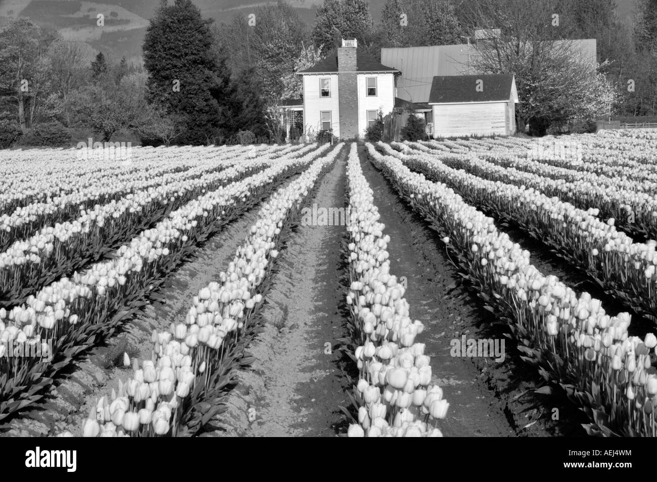 Field of red tulips and farm house Mt Vernon Washington Stock Photo