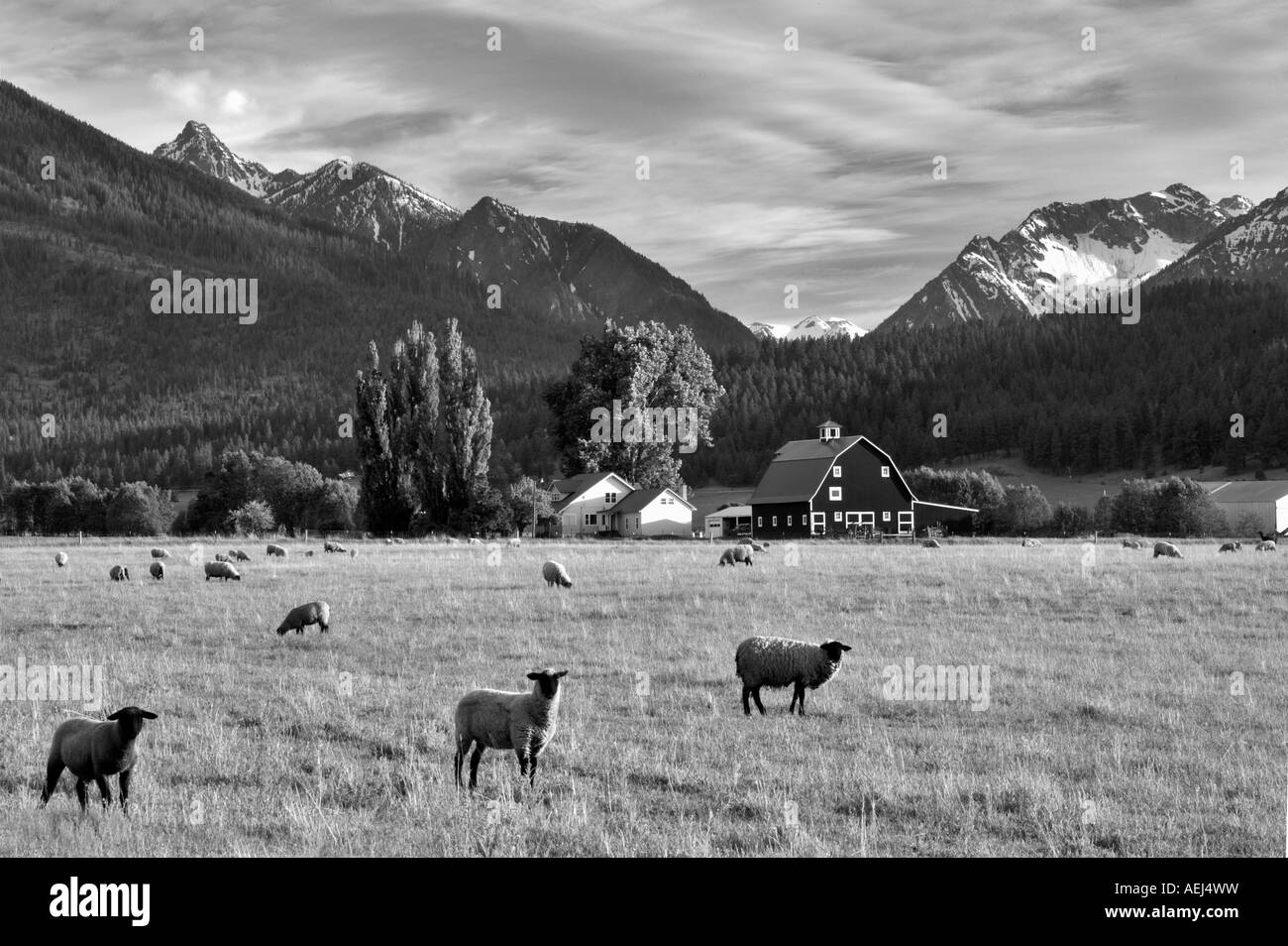 Sheep in pasture with barn and Wallowa Mountains Near Joseph Oregon Stock Photo