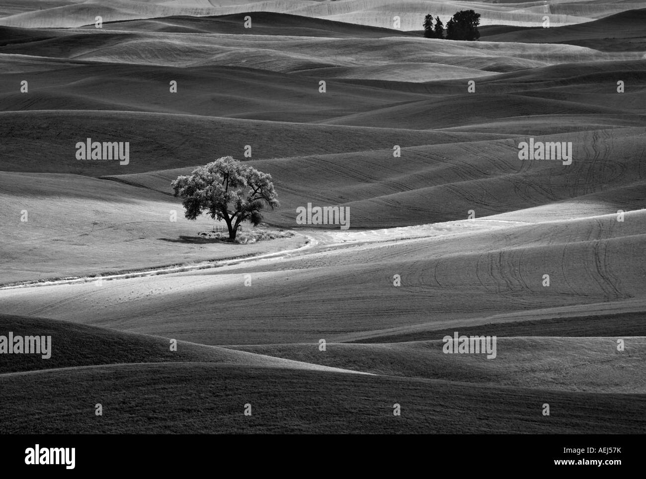Single tree in farmland of the Palouse Washignton Stock Photo
