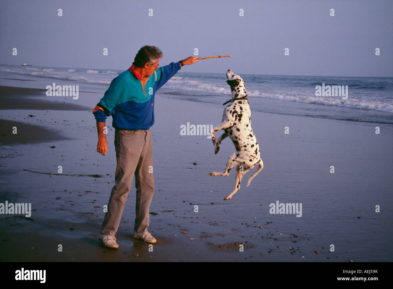 Mature adult man dog owner wearing colorful sweatshirt playing with jumping jumps jump high Dalmatian dog beach POV  MR Myrleen Pearson Stock Photo