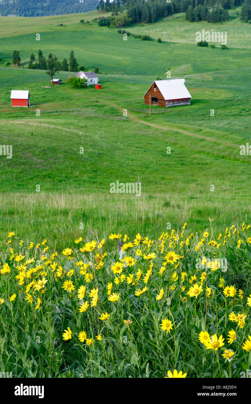 Barn wildflowers and pasture Near Flora Oregon Stock Photo