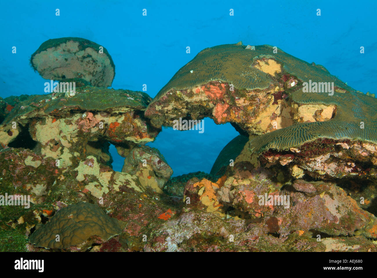 Head of coral in the Gulf of Mexico off Texas Stock Photo