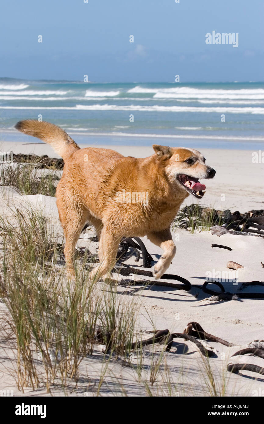 Australian Cattle Dog (red heeler) running on the beach Stock Photo Alamy