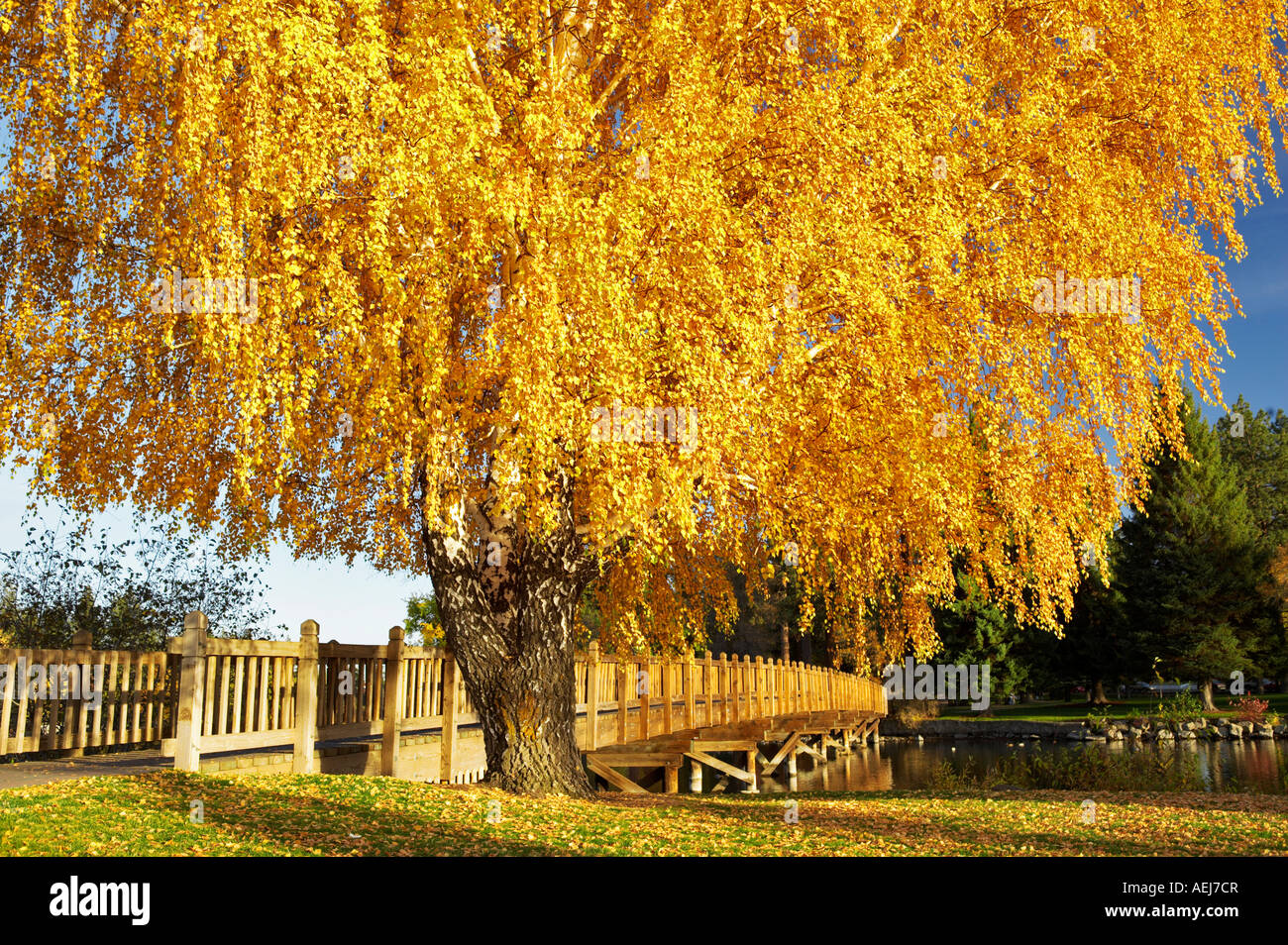 Bridge path crossing Deschutes River at Drake Park with fall aspen Bend