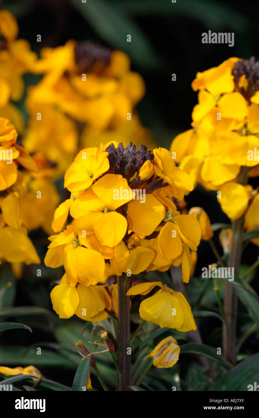 Erysimum Flowers. Stock Photo