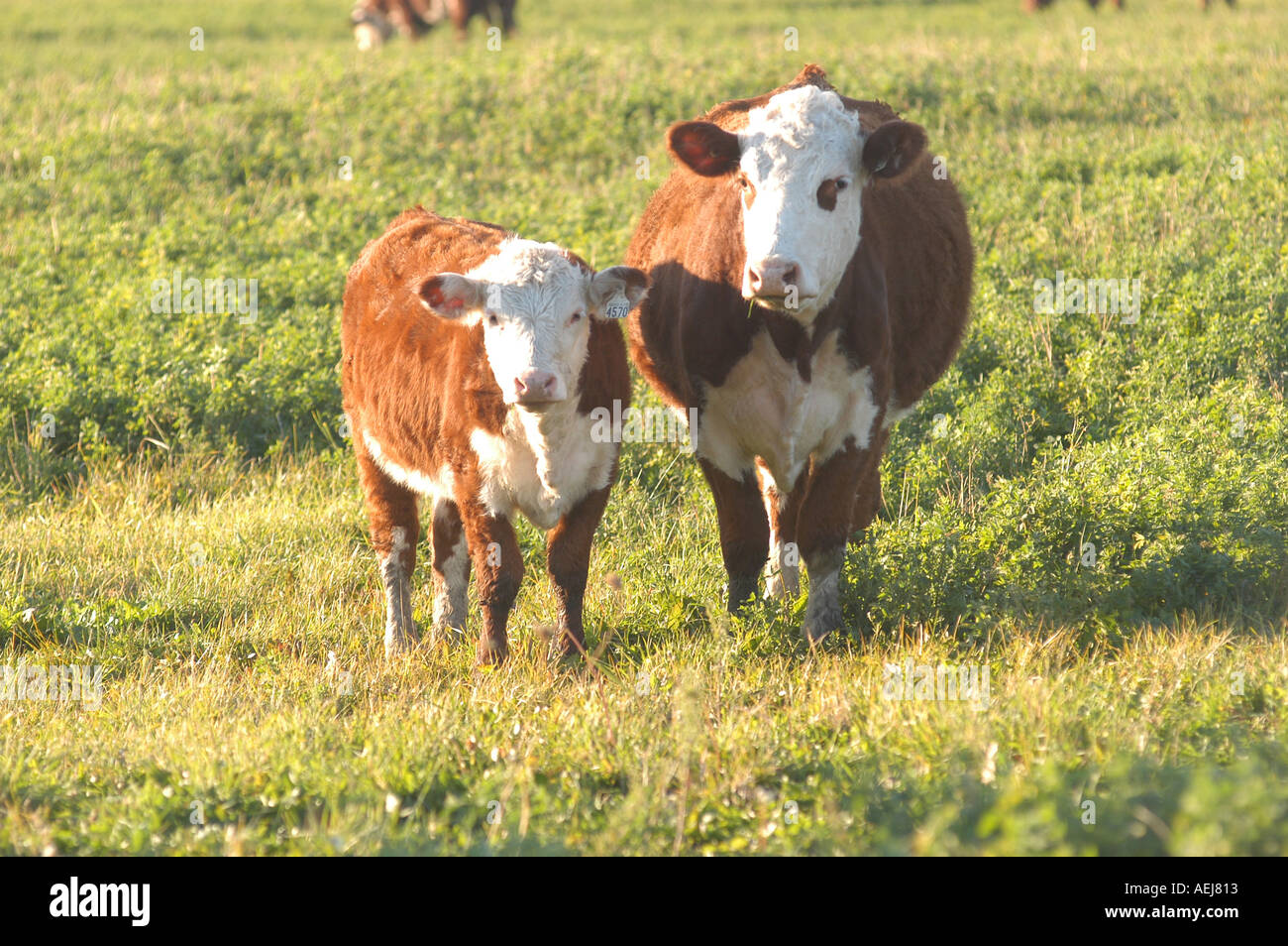 Cow and calf Stock Photo - Alamy