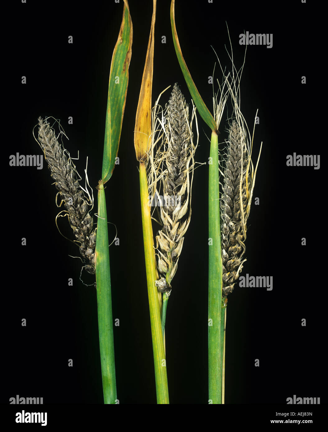 Covered smut Ustilago segetum smutted ears of barley Stock Photo