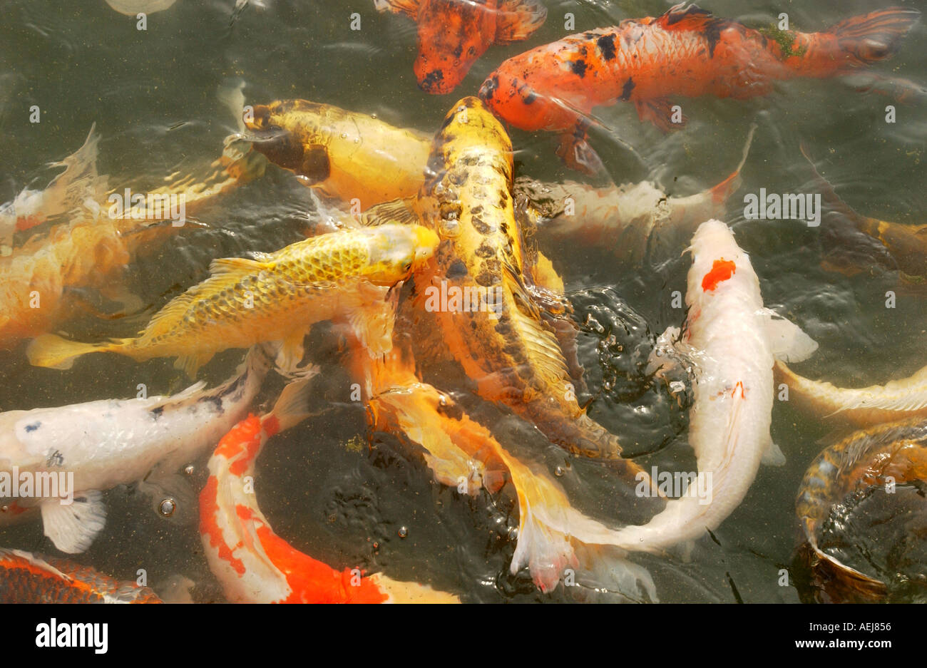 Fish in a pound Stock Photo - Alamy
