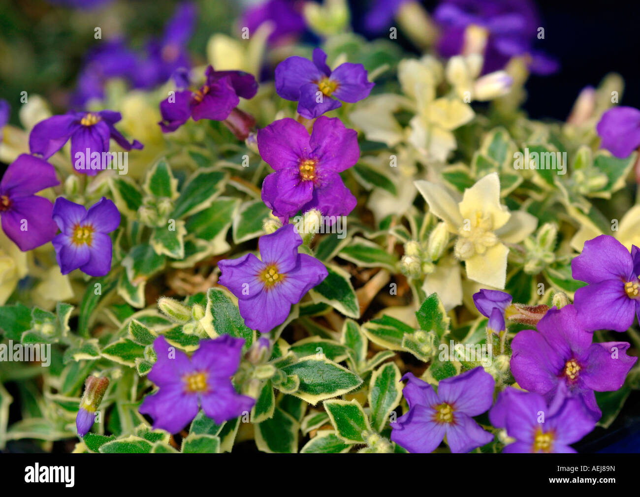 Aubrieta Downers Flowers Stock Photo