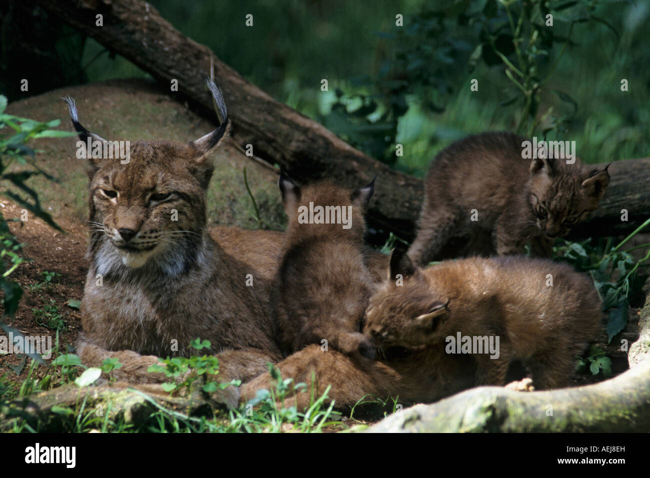 Eurasian Lynx (lynx lynx) Stock Photo