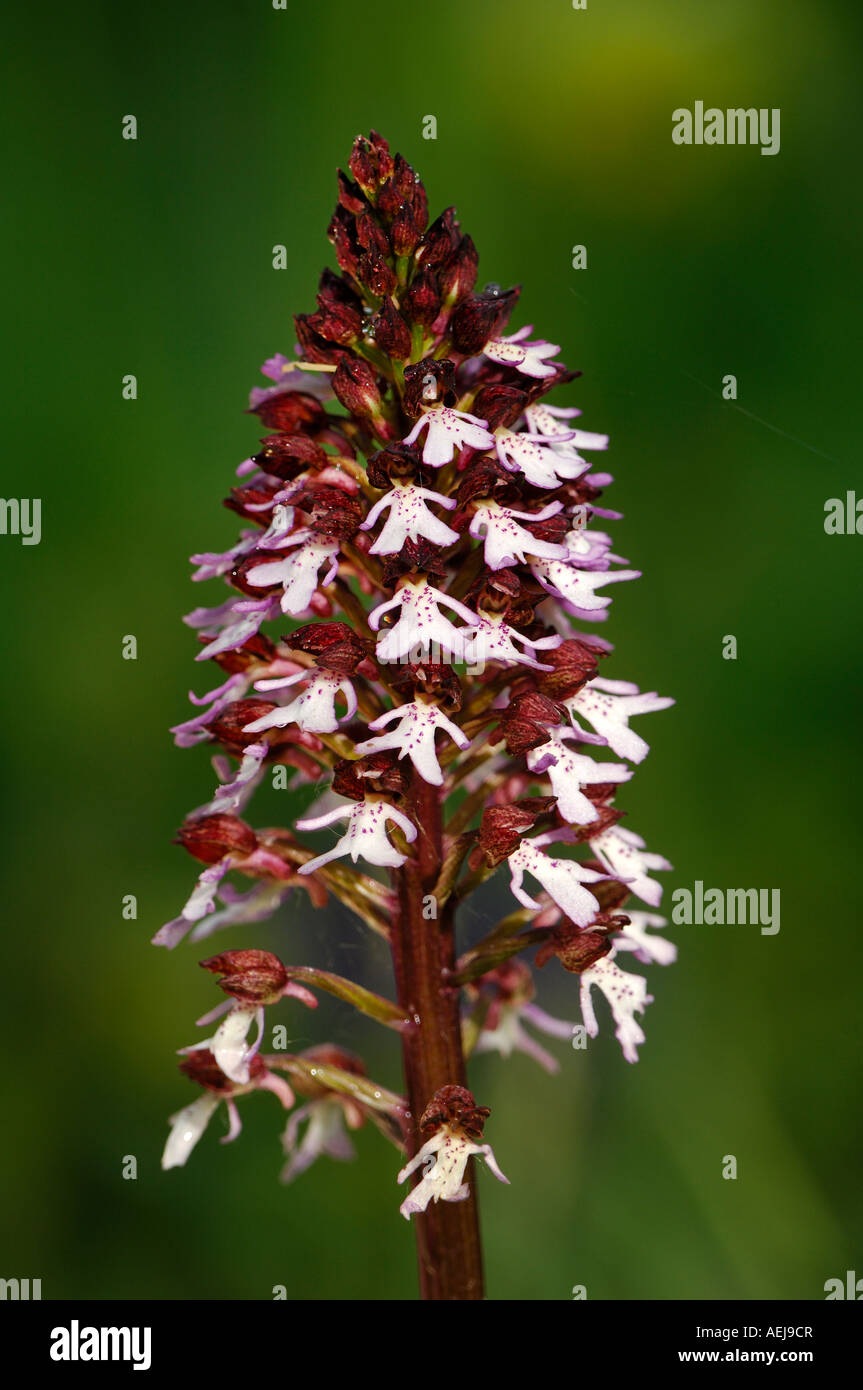 Lady orchid (Orchis purpurea) Stock Photo