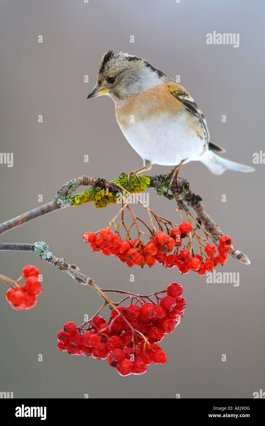 Brambling (Fringilla montifringilla) sitting on a branch of a Mountain Ash (Sorbus aucuparia) Stock Photo