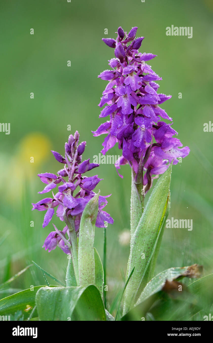 Early Purple Orchid (Orchis mascula) with dewdrops Stock Photo