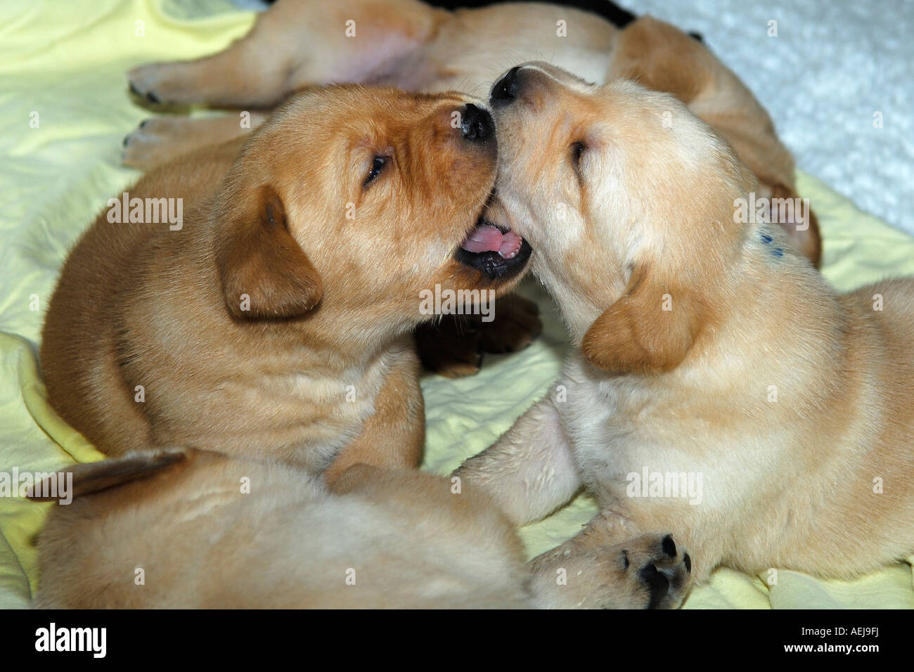 Puppies, yellow Labrador Retriever Stock Photo