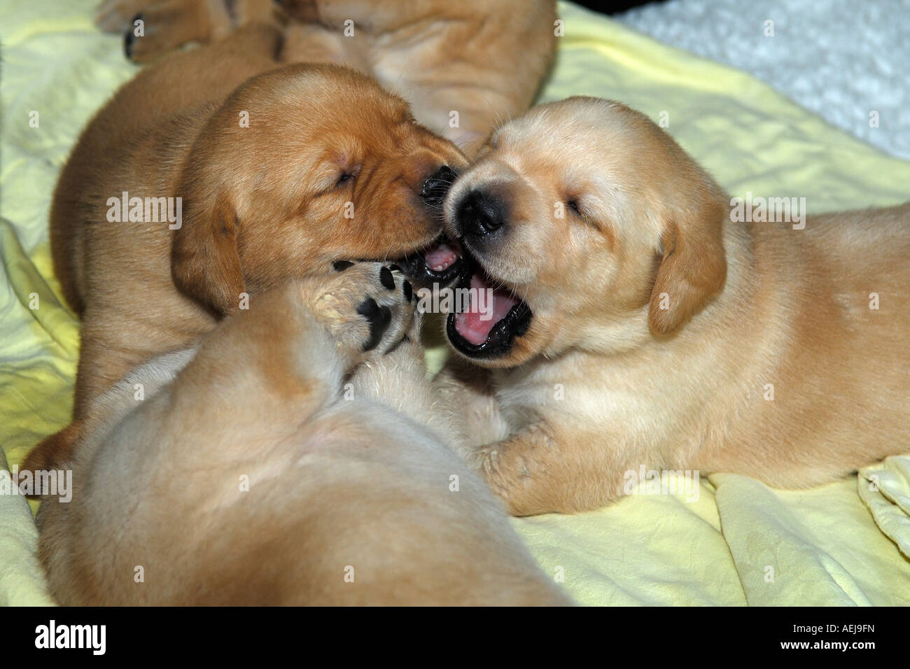 Puppie, yellow Labrador Retriever Stock Photo