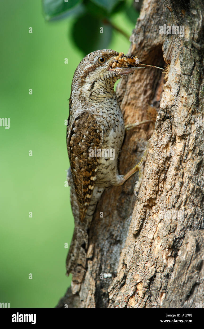 Eurasian Wryneck (Jynx torquilla) with food at the nesting hole Stock Photo