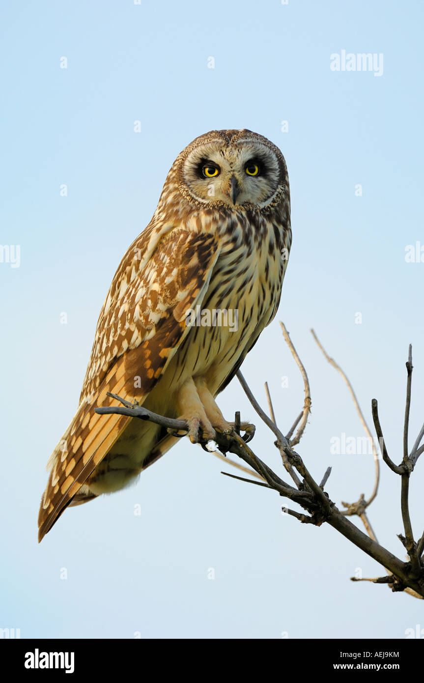 Short-eared Owl (Asio flammeus) Stock Photo