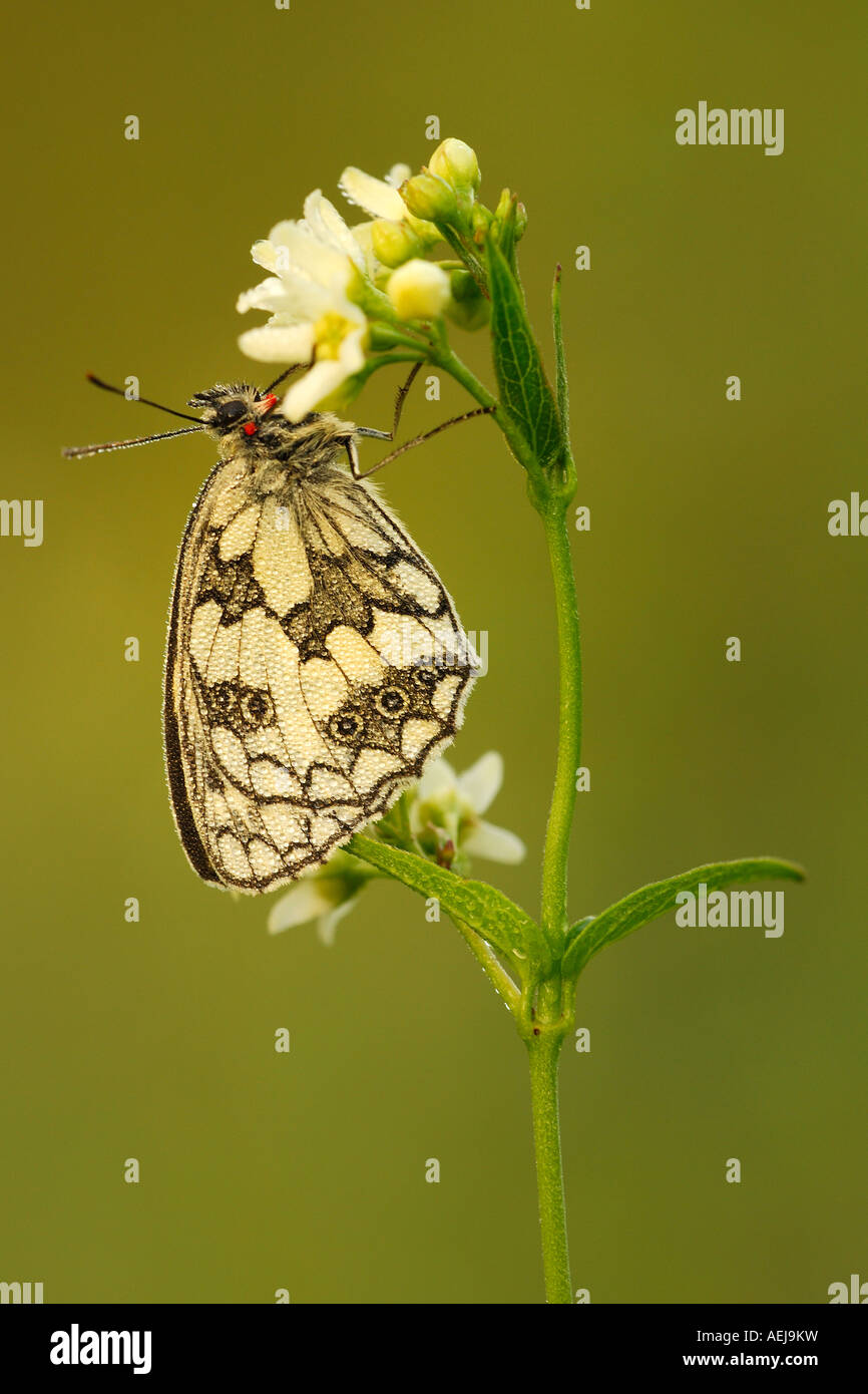 Marbled White (Melanargia galathea) with dewdrops Stock Photo