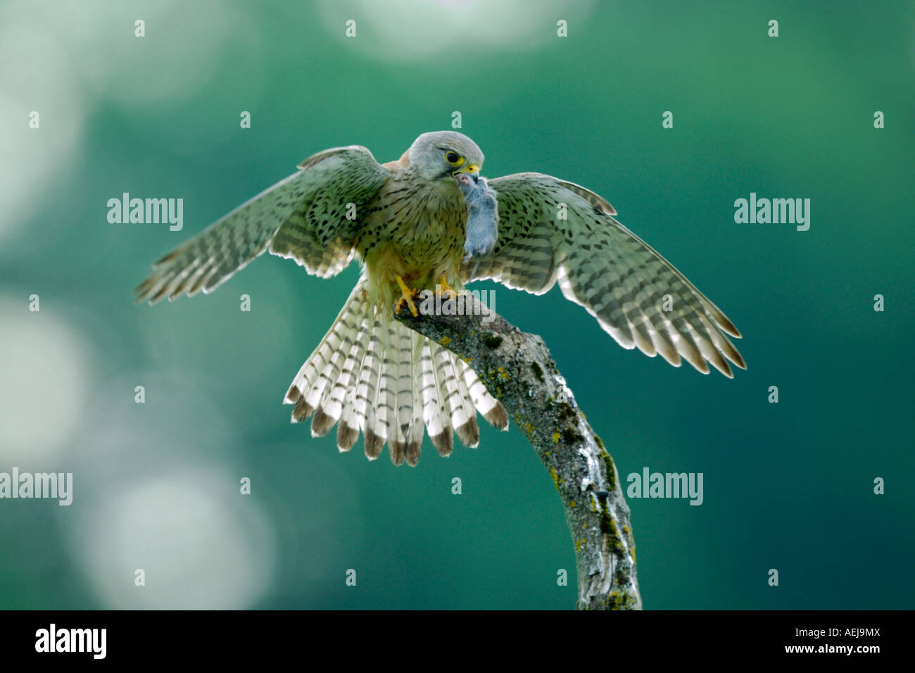 Common Kestrel (Falco tinnunculus) with its bag in the back light Stock Photo