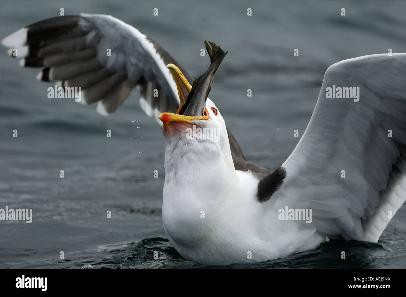 Great black-backed gull (Larus marinus) eating fish Stock Photo