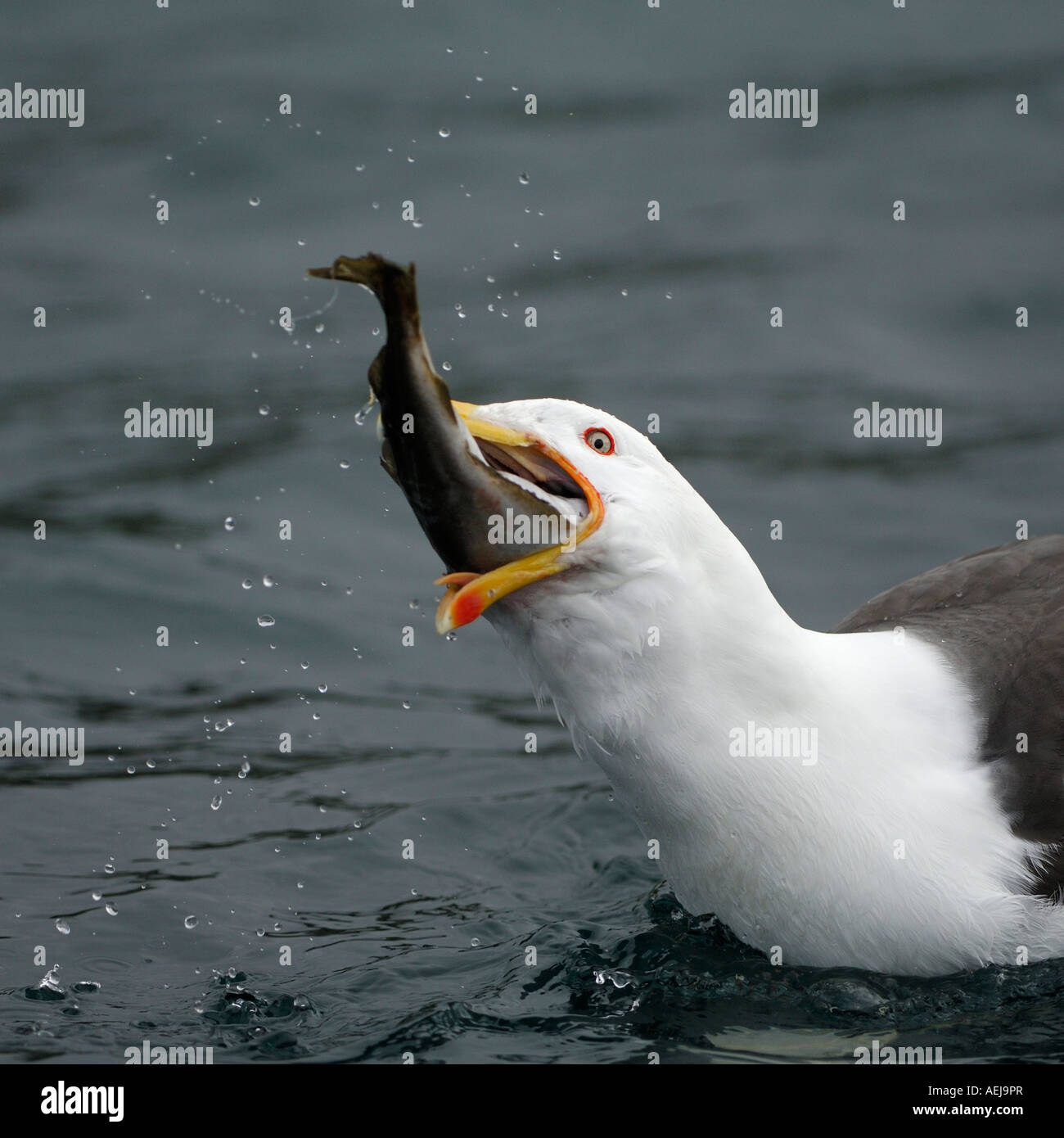 Great black-backed gull (Larus marinus) eating fish Stock Photo