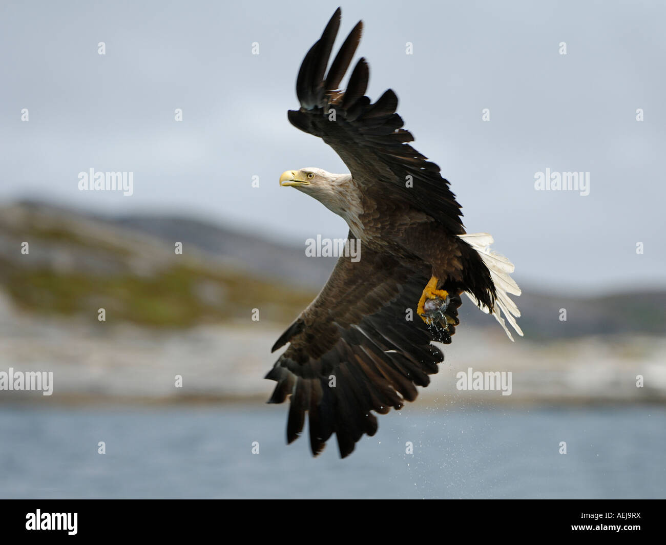 White-tailed eagle (Haliaeetus albicilla) hunting in midair Stock Photo
