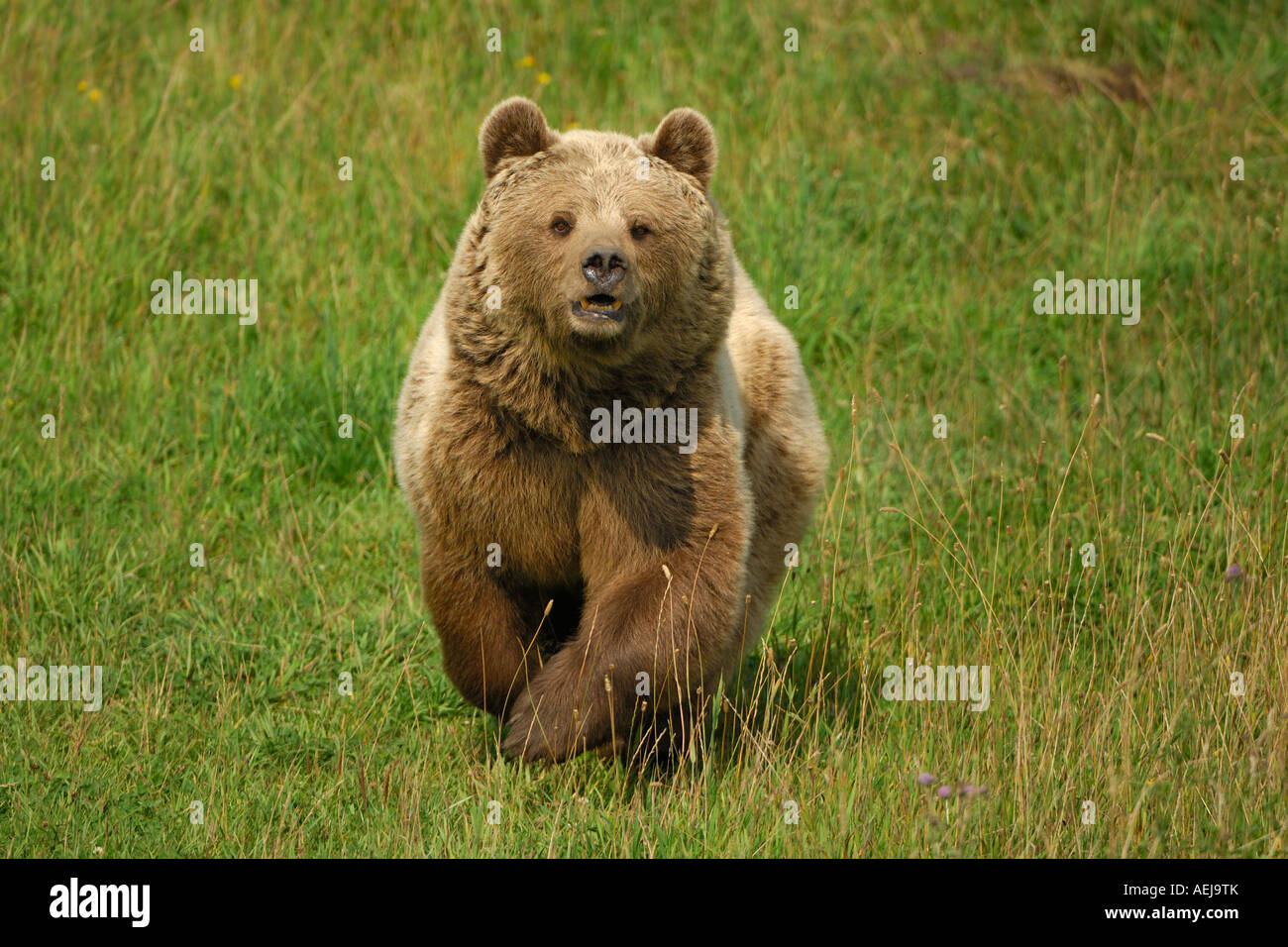 Brown bear (Ursus arctos), running she bear Stock Photo
