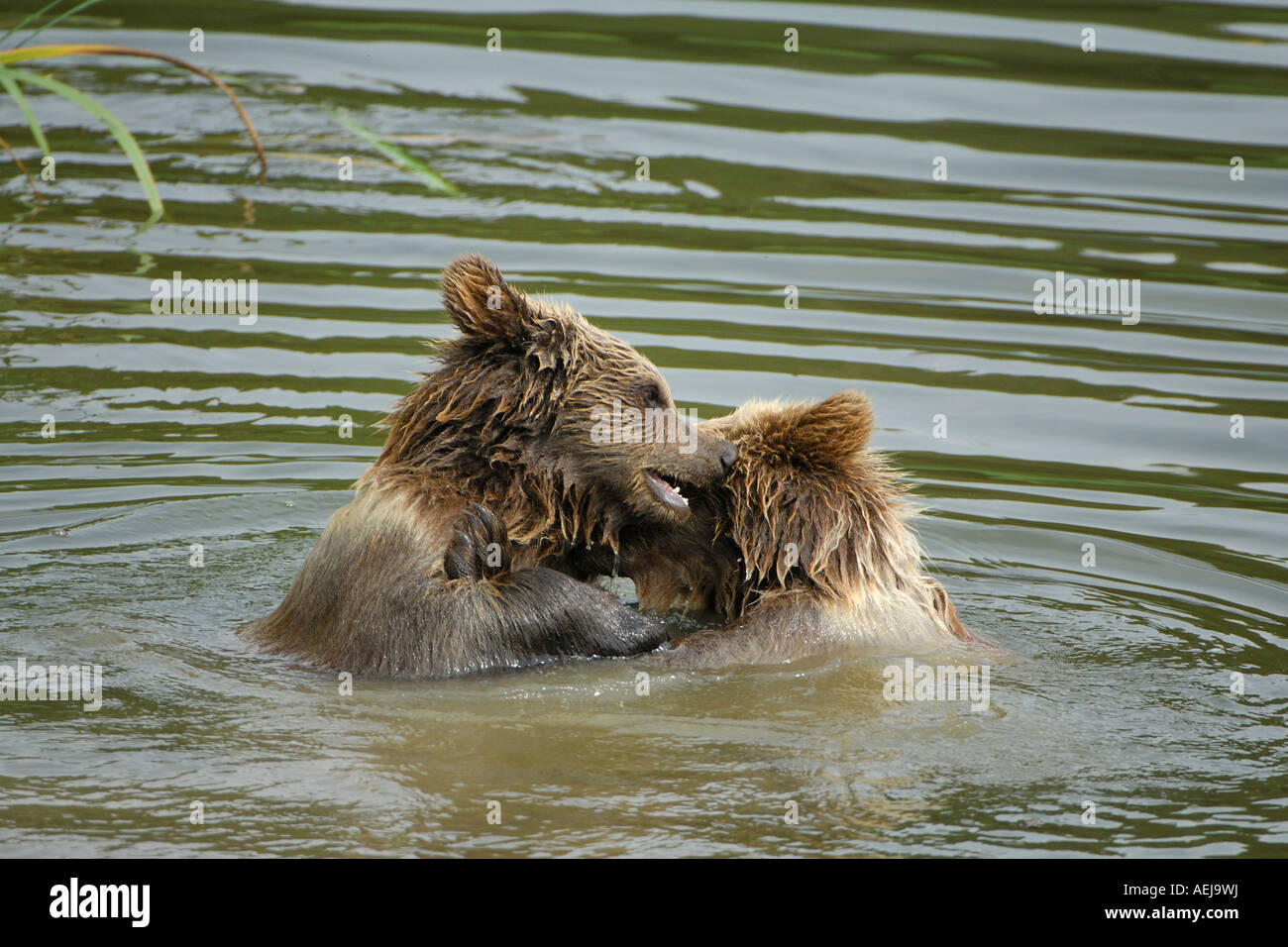 Brown bear (Ursus arctos), two young animals playing in the water Stock Photo