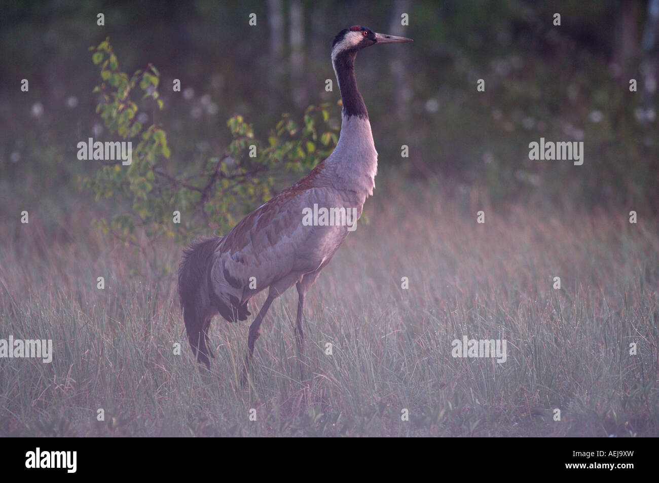 Common crane (Grus grus) Stock Photo