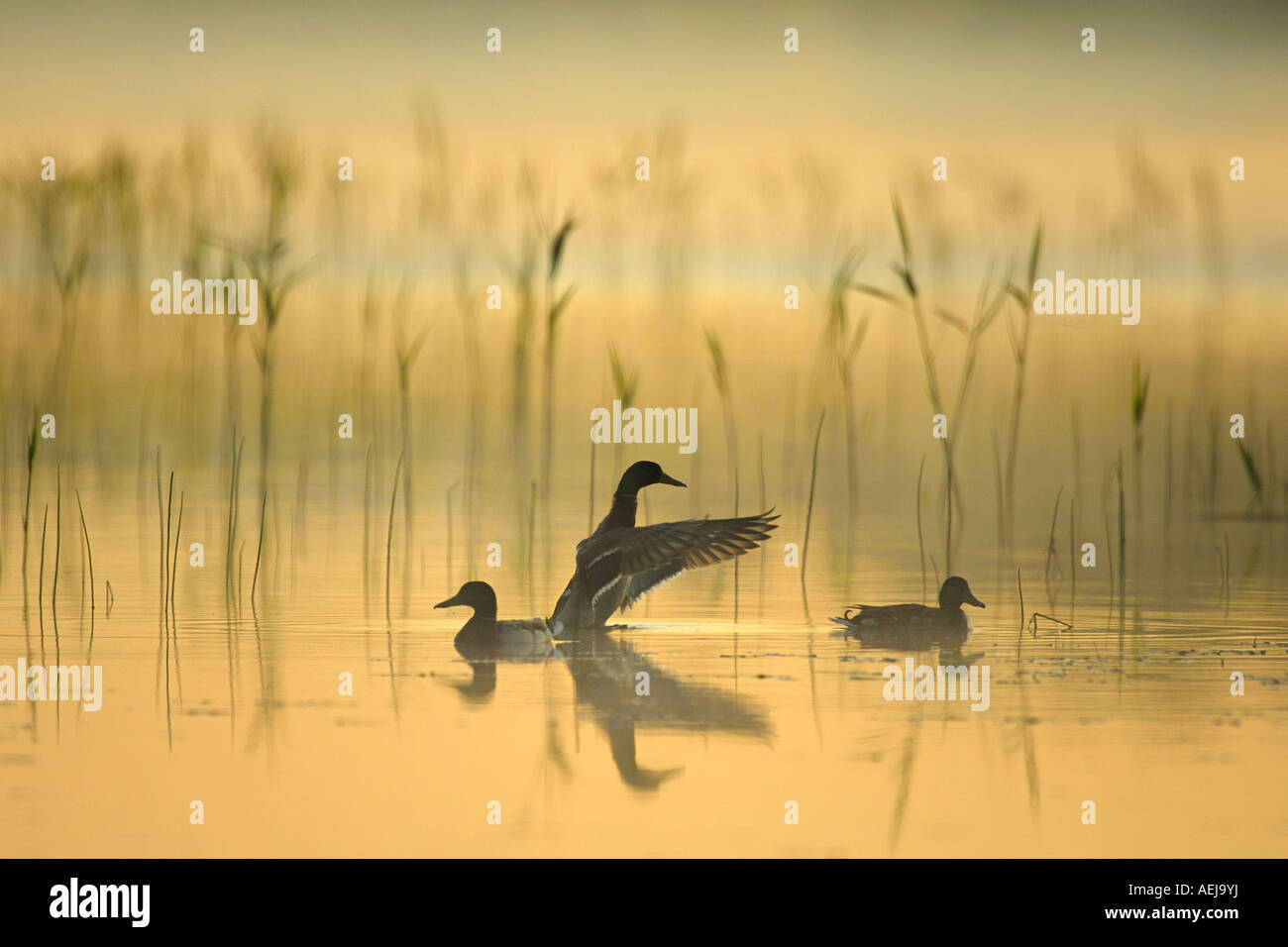 Mallards (Anas platyrhynchos) and reed in the morning Stock Photo