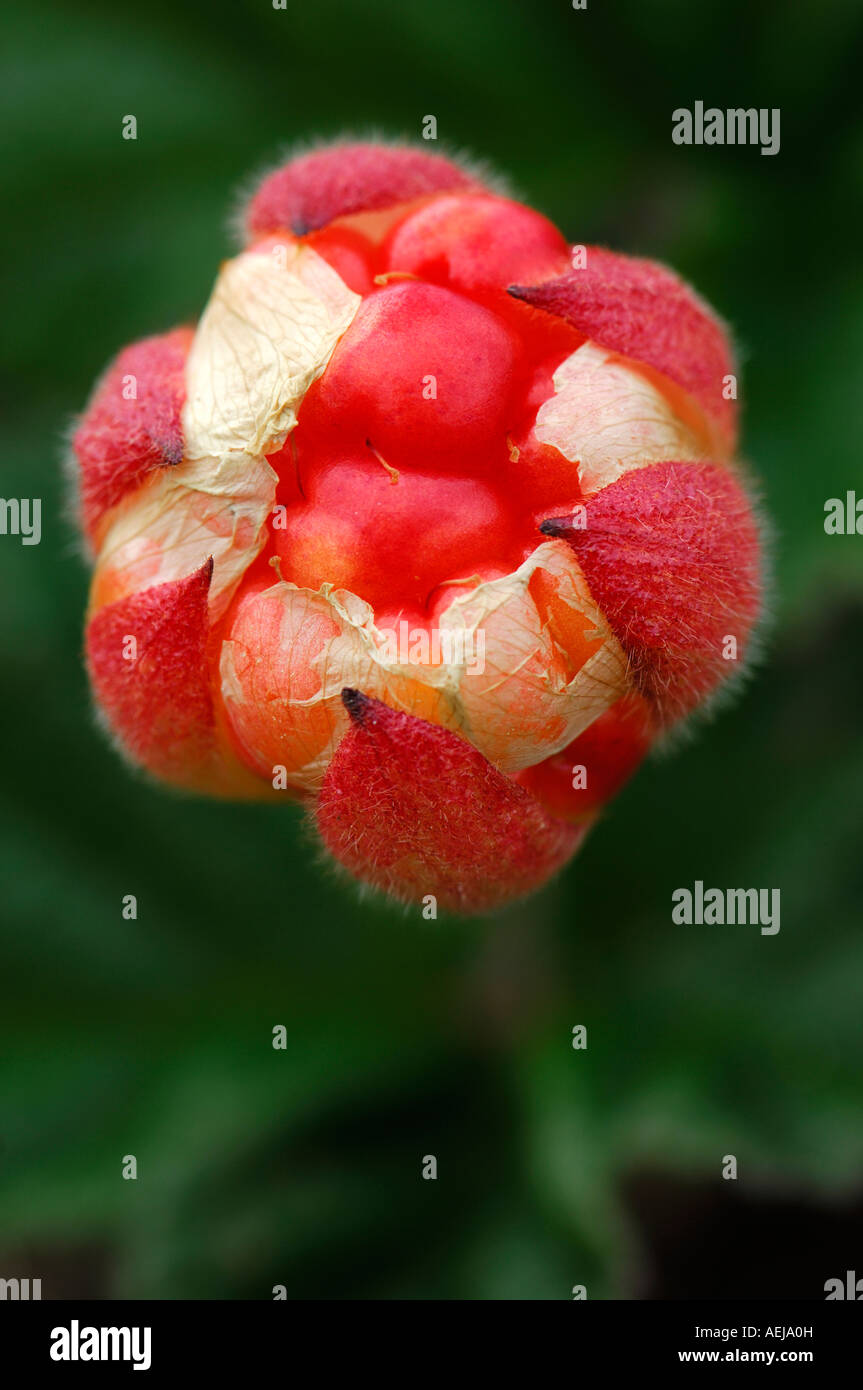 Cloudberry (Rubus chamaemorus) Stock Photo