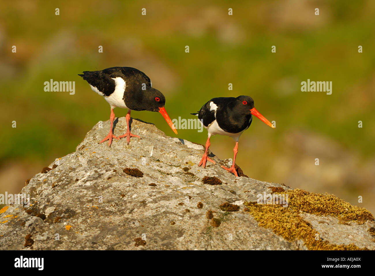 Eurasian Oystercatcher (Haematopus ostralegus), performing the