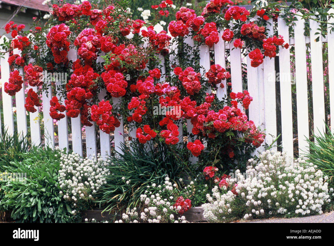 Fence Mendocino town California Stock Photo