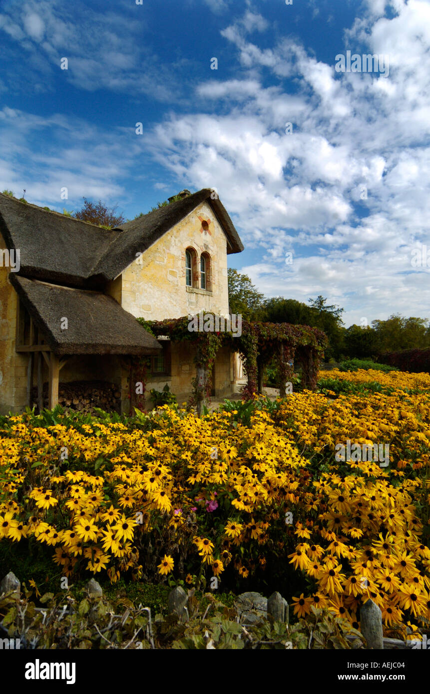 Old house on the field of sunflowers France Stock Photo - Alamy