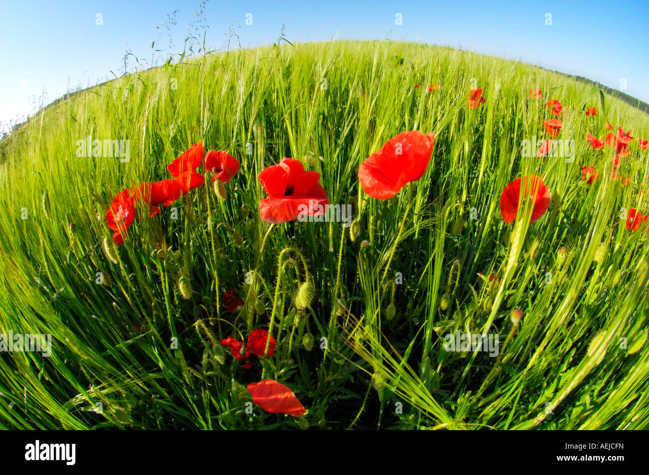 Blooming Corn Poppy, Red Poppy in a grain field Stock Photo