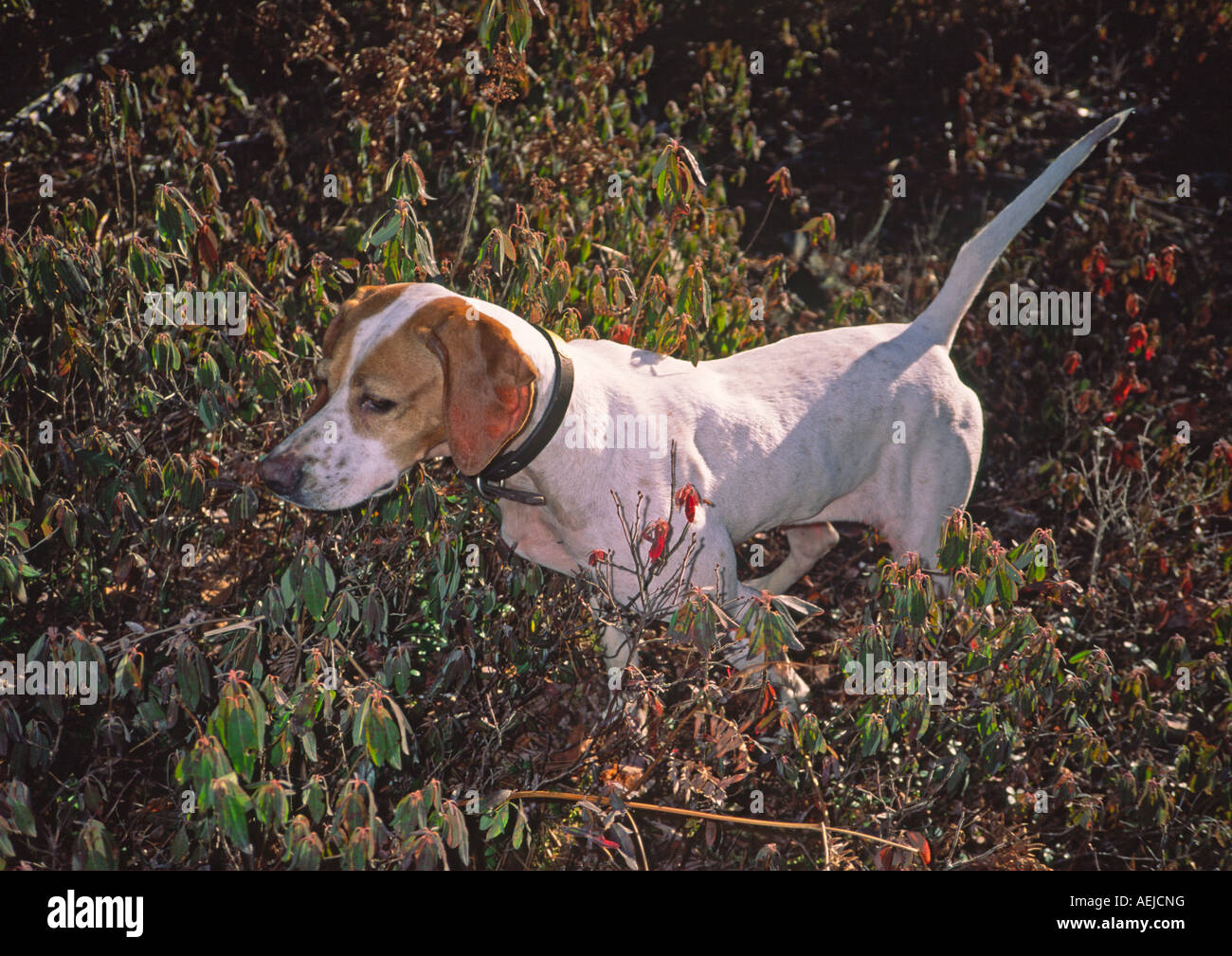 english pointer dog Stock Photo Alamy